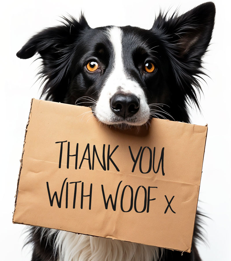 Border collie holding a cardboard sign saying Thank You With Woof