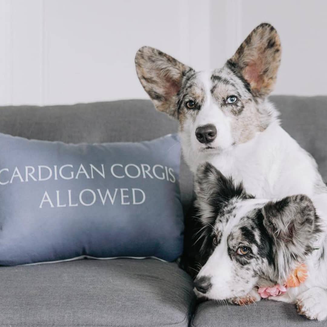 Cardigan Corgis with their Personalised Cushion