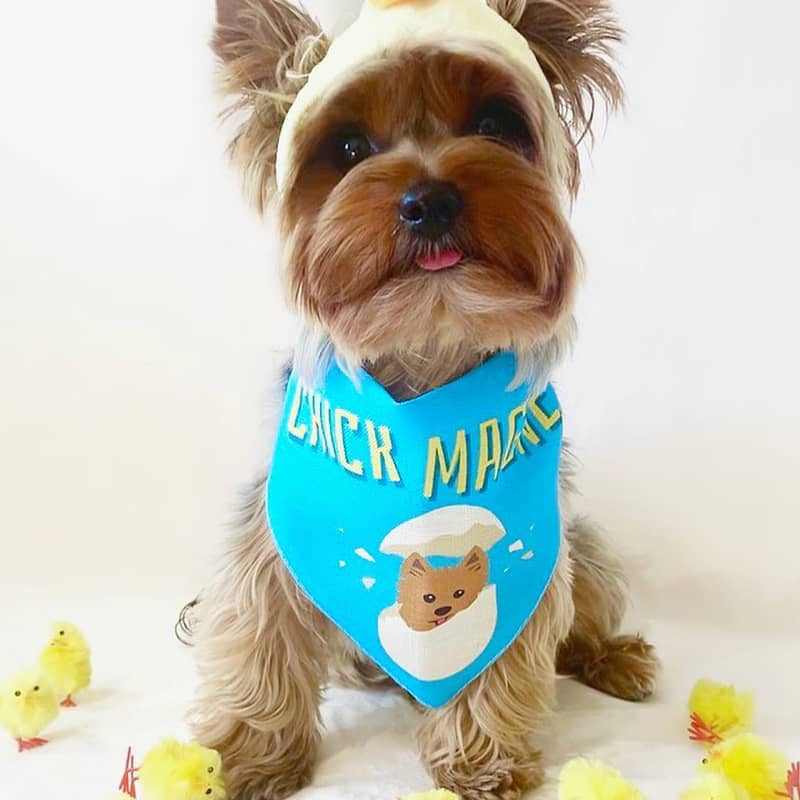 Floyd wearing his Personalised 'Chick Magnet' Easter Bandana