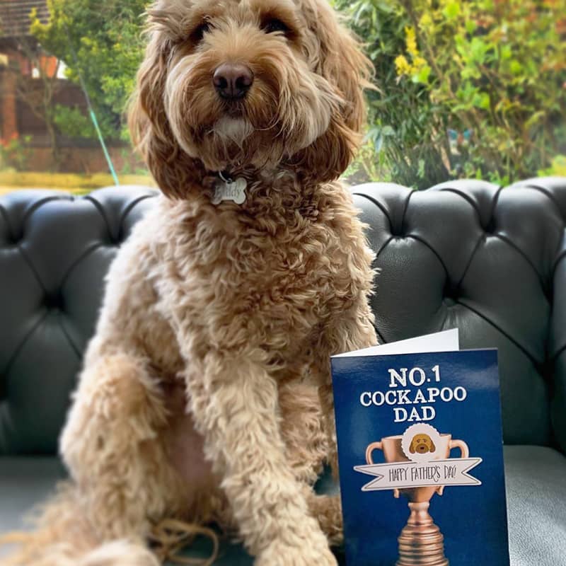 A Cockapoo with his Personalised 'No.1 Cockapoo Dad' Fathers Day Card