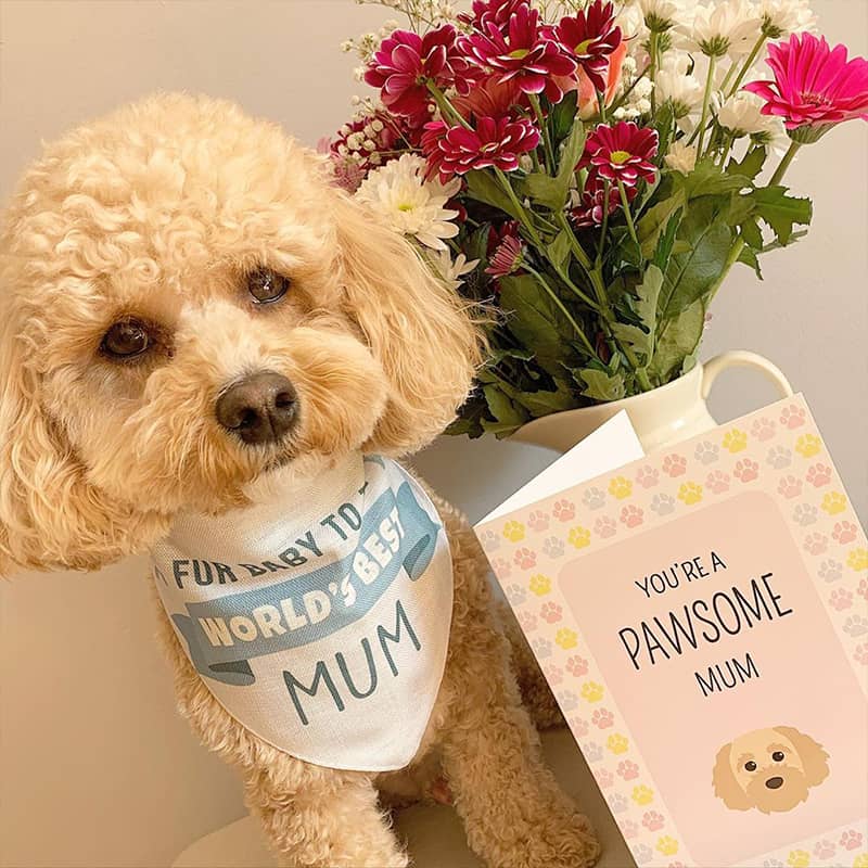 Teddy with his Personalised Mothers Day Card and Bandana
