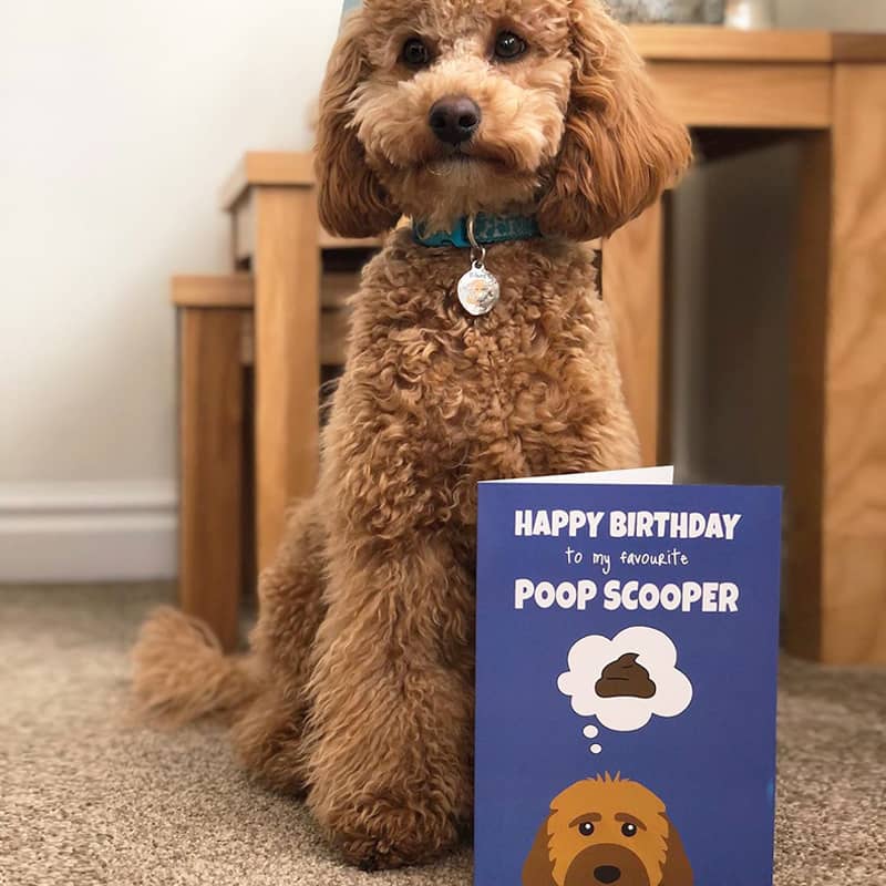 A Cockapoo with his Personalised 'Poop Scooper' Birthday Card