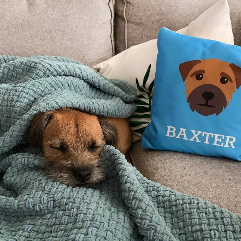 Baxter with his Personalised Icon Cushion
