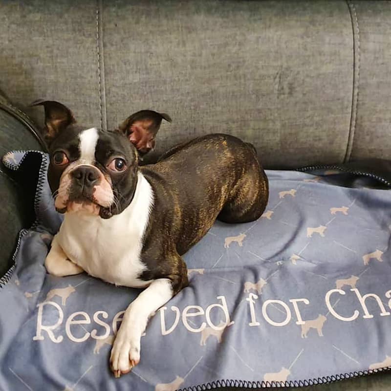 A Boston Terrier with their 'Reserved for' Blanket