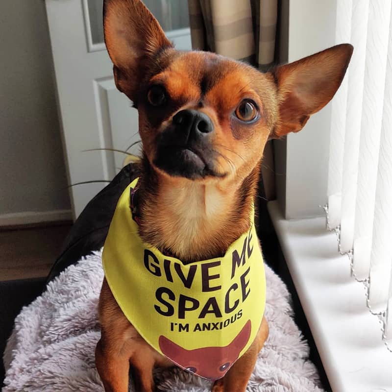 A Chihuahua with his 'Give Me Space' Bandana