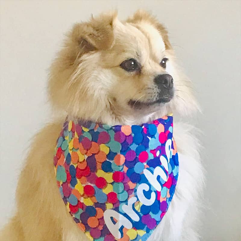 Archie with his Personalized Name Bandana