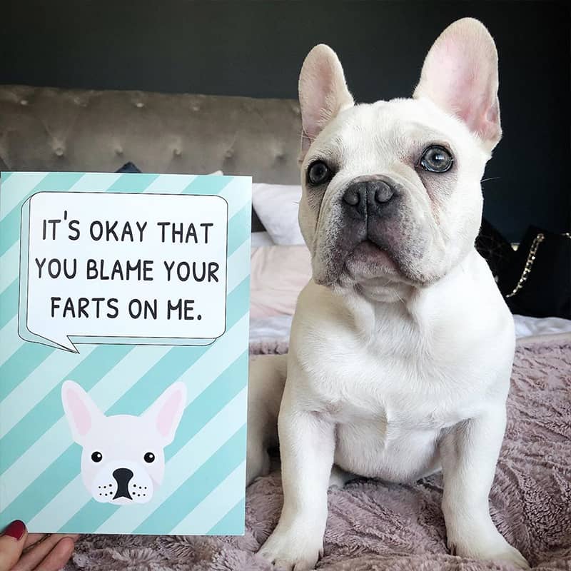 A Frenchie with his Personalized Card