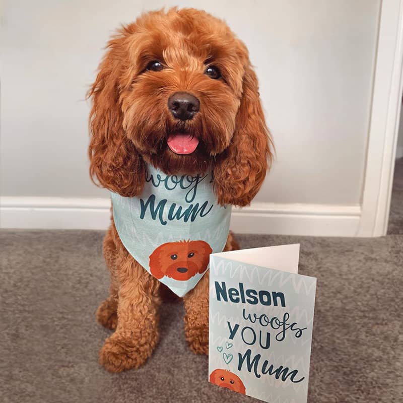 Nelson with his 'Woofs you Mum' Personalised Card and Bandana